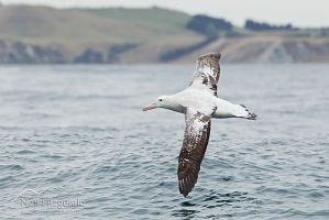 Gibson's albatross