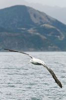Gibson's albatross