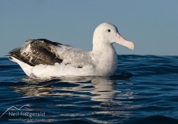 Antipodean albatross