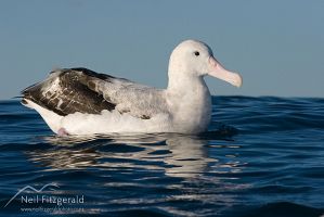 Gibson's albatross