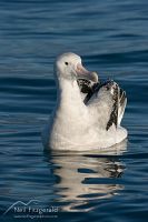 Gibson's albatross