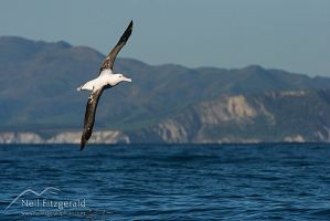 Gibson's albatross