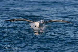 Gibson's albatross