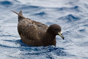 Black petrel