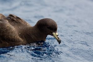Black petrel