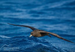 Black petrel