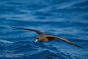 Black petrel