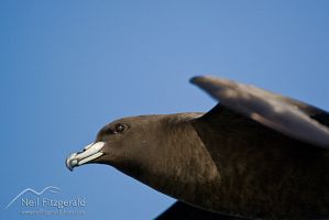 Black petrel