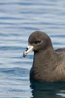 Black Petrel