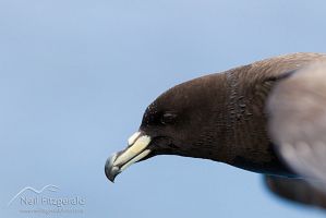 Black petrel
