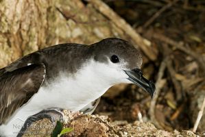 Buller's shearwater