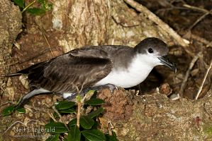 Buller's shearwater