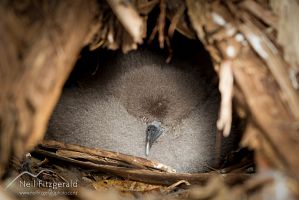 Buller's shearwater chick
