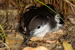 Buller's shearwater