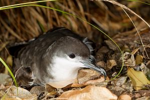 Buller's shearwater