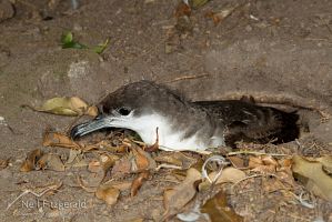 Buller's shearwater