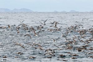 Buller's shearwaters feeding