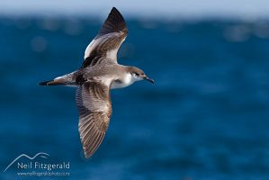 Buller's shearwater