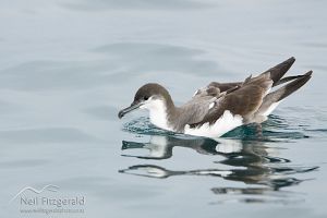 Buller's Shearwater