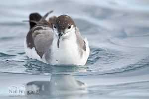 Buller's Shearwater