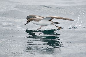 Buller's Shearwater
