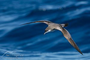 Buller's shearwater