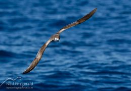 Buller's shearwater