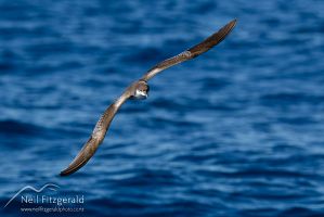 Buller's shearwater