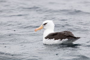 Campbell black-browed mollymawk