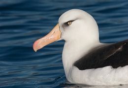 Tube-nosed birds