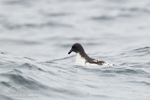 Cape petrel