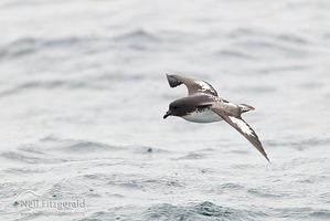 Cape petrel