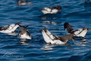 Cape petrel