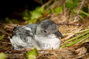 Common diving petrel