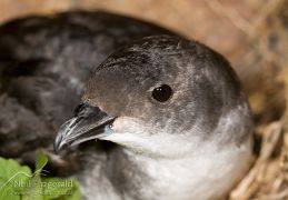 Common diving petrel