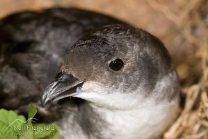 Common diving petrel