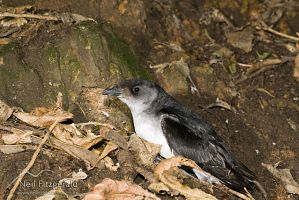 Common diving petrel