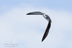Cook's petrel