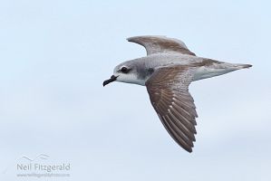 Cook's petrel