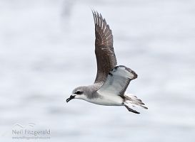 Cook's petrel