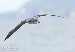 Cook's petrel