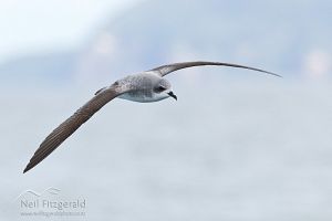 Cook's petrel