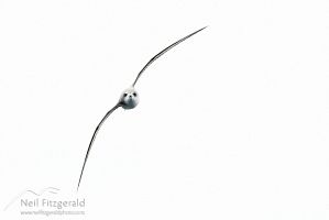 Cook's petrel
