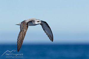 Cook's petrel
