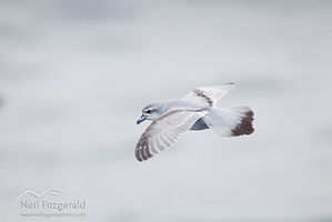 Pachyptila-turtur-24324