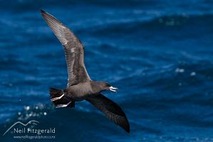 Flesh-footed shearwater