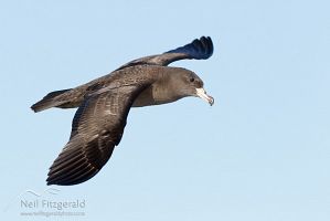 Flesh-footed shearwater