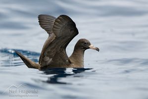 Flesh-footed Shearwater