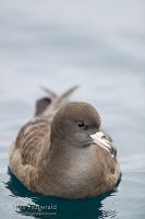 Flesh-footed Shearwater
