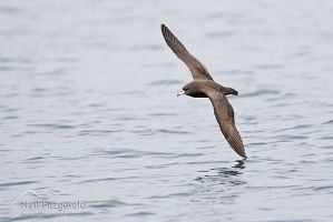 Flesh-footed Shearwater